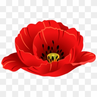 Free Png Download Poppy Transparent Png Images Background - Corn Poppy, Png Download