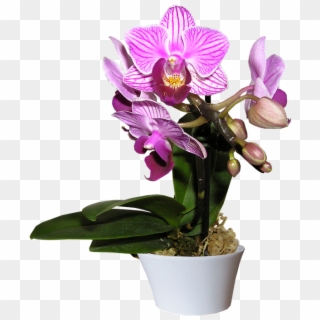 Orchid, Pot, Cut, Out - Paisajes De Orquidea Png, Transparent Png