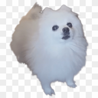 Gabe The Bork Dog Roblox Gabe The Dog Shirts S Hd Png Download