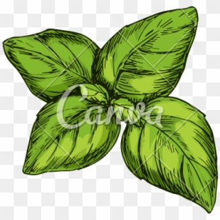 Drawn Foliage Leaf Icon - Condiment, HD Png Download