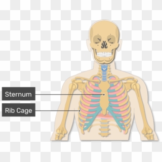 A View Of The Rib Cage And Lungs With Rib Cage Labeled - Illustration, HD Png Download
