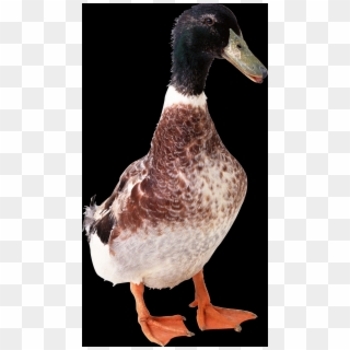 Brown Color Duck, HD Png Download