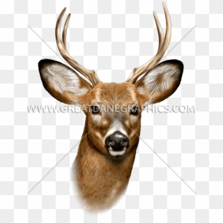 Buck Png - Buck Deer Face, Transparent Png