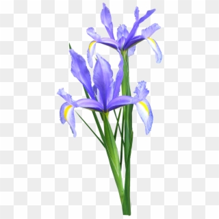 Iris Dutch Flowers, HD Png Download
