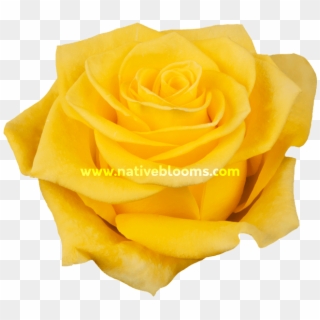 New Yellow Roses - Floribunda, HD Png Download
