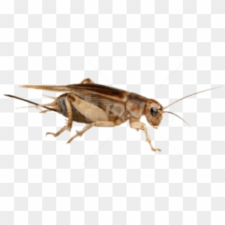 Free Png Download Cricket Insect High Quality Png Png - Steppekrekel, Transparent Png