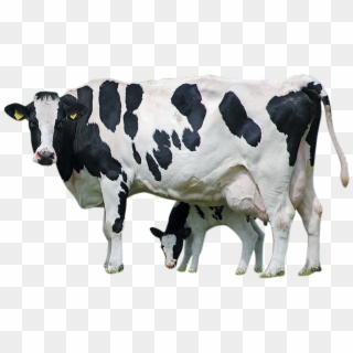 Holstein Cattle Calf - Cow With Calf Clipart, HD Png Download