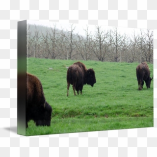 By Laura Frazier - Bison, HD Png Download