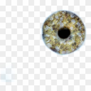 Gold Eye Lens - Circle, HD Png Download