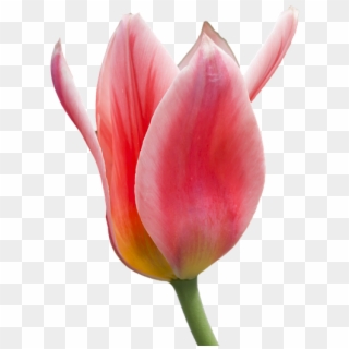 Tulip Flower Free Png Transparent Images Free Download - Red And White Tulip Png, Png Download