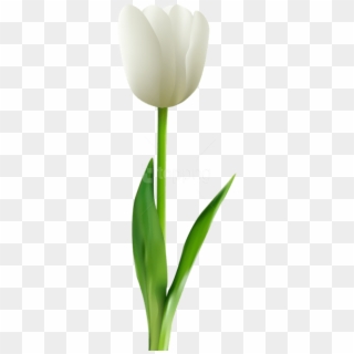 Free Png Download White Tulip Transparent Png Images - White Tulip Flower Png, Png Download