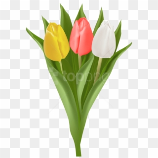 Free Png Bouquet With Tulips Png Images Transparent - Tulip, Png Download