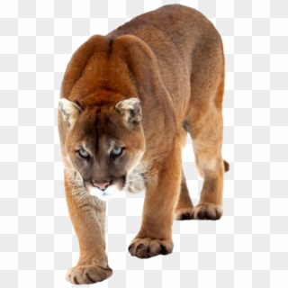 #cat #cougar #mountainlion #bigcat - Cougar, HD Png Download