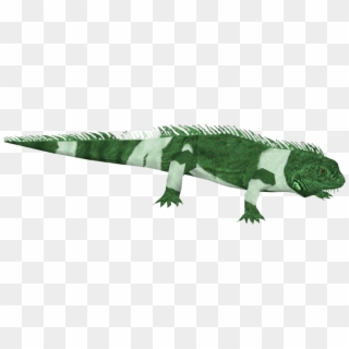 Iguana Png - Green Iguana, Transparent Png