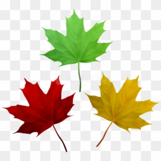 Free Png Download Fall Leaves Set Clipart Png Photo - Maple Leaf, Transparent Png