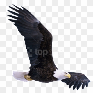 Free Png Download Bald Eagle Flying Png Images Background - Free Clipart Soaring Eagle, Transparent Png