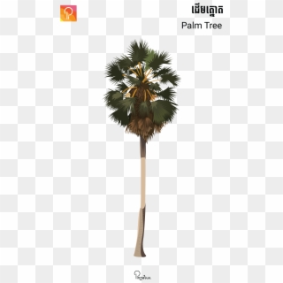 Palm Tree - Borassus Flabellifer, HD Png Download