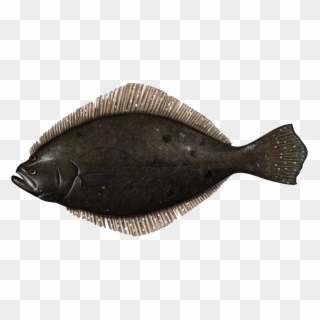 Mamfc Approves Cut To Summer Flounder Quota - Summer Flounder, HD Png Download