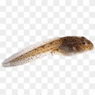 Free Png Download Tadpole Png Images Background Png - Tadpole Transparent, Png Download