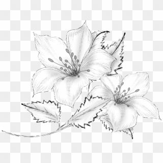 Drawing Decorative By Roula Flower Pencil Drawings - Flowers Drawing Drawing, HD Png Download