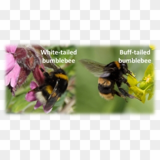 Identify Bumblebee Photos From Other Beewatch Users - Bumblebee, HD Png Download