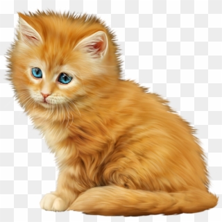 Kitty - Domestic Long-haired Cat, HD Png Download