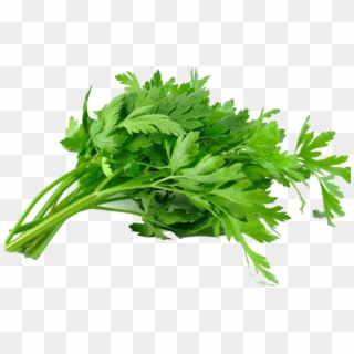 You Can Get Information About Our Products From Us - Green Parsley, HD Png Download
