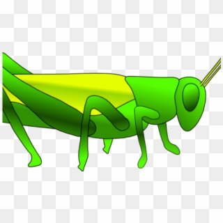 Grasshopper Clipart Small - Grasshopper And Cricket Drawing, HD Png Download