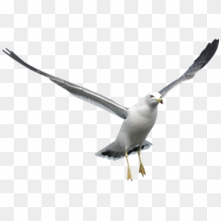 Imagen Aves Wiki Winner Fandom Powered By - Seagull Png, Transparent Png
