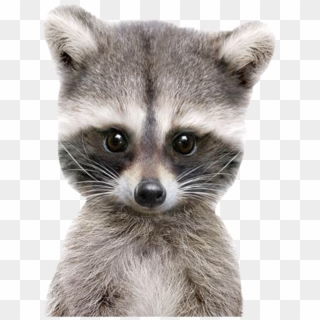 Racoon Sticker - Racoon Good Morning, HD Png Download