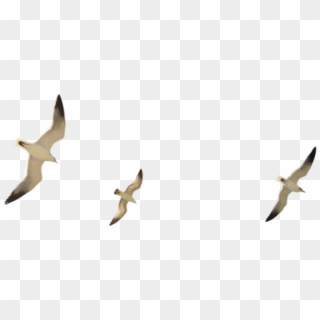 Seagulls Png - Flock Of Seagulls Animal, Transparent Png