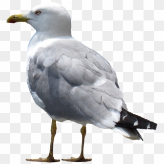 Gull Png - European Herring Gull, Transparent Png