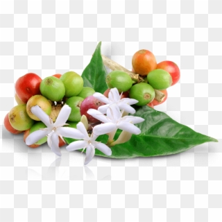 Coffee Blossom - Night-flowering Jasmine, HD Png Download