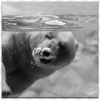 Bubbles - Polar Bear, HD Png Download