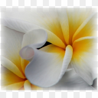 Pause - Giant White Arum Lily, HD Png Download