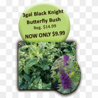 Black Knight Butterfly Bush - Cheap Kitchens, HD Png Download