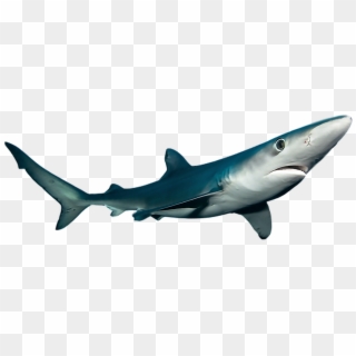 #ftestickers #shark #sea #ocean #fish - Bronze Hammerhead Shark, HD Png Download