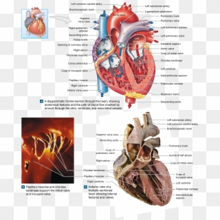 The Heart Is A Four-chambered Organ That Pumps Blood, HD Png Download