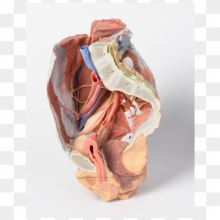 Transparent Anatomical Manikin - Pudendalni Nerv, HD Png Download