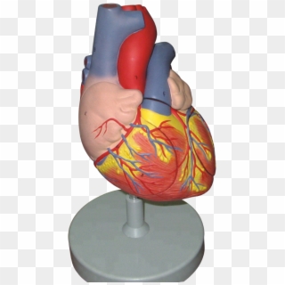 2 Times Enlarged Human Heart Model - Sculpture, HD Png Download