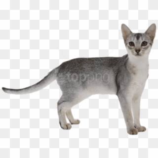 Free Png Download Gray Cat Png Images Background Png - Cat Png, Transparent Png