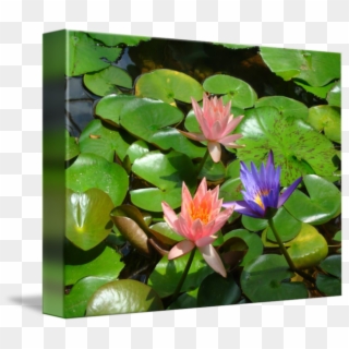 650 X 560 7 0 - Water Lily, HD Png Download