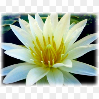 Waterlily American White - Sacred Lotus, HD Png Download