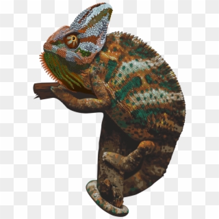 Chameleon Png Picture - Хамелеон Png, Transparent Png