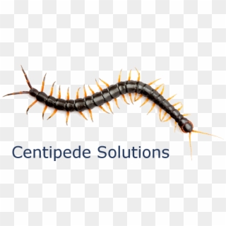 Logo - Centipedes, HD Png Download