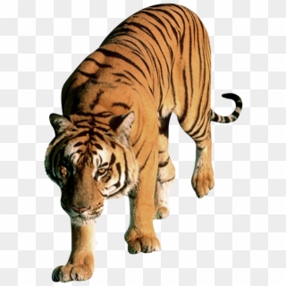 Tiger Png - Headfirst Book, Transparent Png