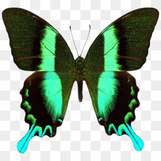 Butterfly - Papilio Blumei Png, Transparent Png