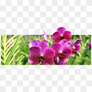 Beautiful Of Thai Orchid All About Of Orchid Fresh - Moth Orchid, HD Png Download