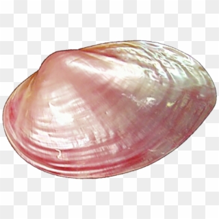 Clams Png Pic - Clams Transparent Background, Png Download