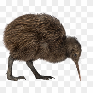 Kiwi Bird Png Image - Kiwi Bird Png, Transparent Png